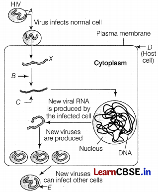 Human Health and Disease Class 12 Important Questions and Answers Biology Chapter 8 Img 5