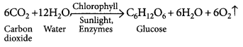 Life Processes Class 10 Important Questions with Answers Science Chapter 6 Img 3