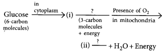 Life Processes Class 10 Important Questions with Answers Science Chapter 6 Img 6
