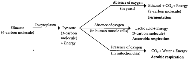 Life Processes Class 10 Important Questions with Answers Science Chapter 6 Img 8