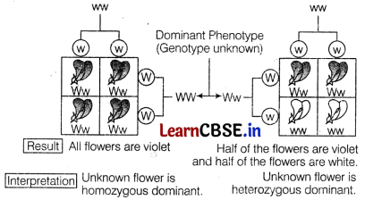 Principles of Inheritance and Variation Class 12 Important Questions and Answers Biology Chapter 5 Img 6