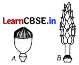 Sexual Reproduction in Flowering Plants Class 12 Important Questions and Answers Biology Chapter 2 Img 1