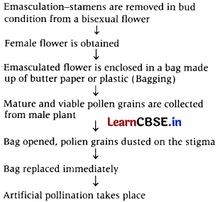 Sexual Reproduction in Flowering Plants Class 12 Important Questions and Answers Biology Chapter 2 Img 15