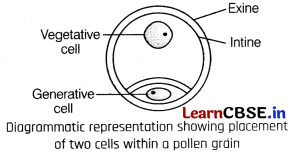Sexual Reproduction in Flowering Plants Class 12 Important Questions and Answers Biology Chapter 2 Img 4