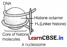 Molecular Basis of Inheritance Class 12 Important Questions and Answers Biology Chapter 6 Img 2