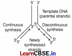 Molecular Basis of Inheritance Class 12 Important Questions and Answers Biology Chapter 6 Img 3