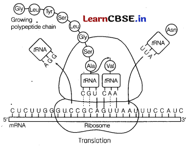 Molecular Basis of Inheritance Class 12 Important Questions and Answers Biology Chapter 6 Img 35