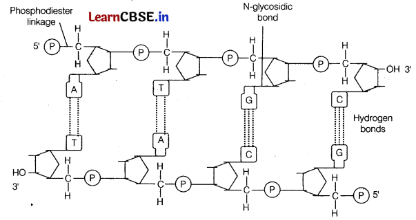 Molecular Basis of Inheritance Class 12 Important Questions and Answers Biology Chapter 6 Img 4