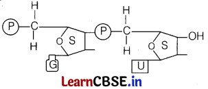 Molecular Basis of Inheritance Class 12 Important Questions and Answers Biology Chapter 6 Img 5