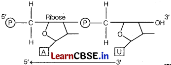 Molecular Basis of Inheritance Class 12 Important Questions and Answers Biology Chapter 6 Img 6