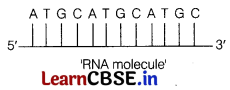 Molecular Basis of Inheritance Class 12 Important Questions and Answers Biology Chapter 6 Img 7