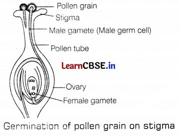CBSE Sample Papers for Class 10 Science Set 10 with Solutions Q35