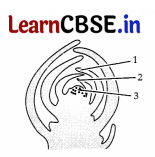 CBSE Sample Papers for Class 11 Biology Set 1 with Solutions 10