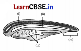 CBSE Sample Papers for Class 11 Biology Set 1 with Solutions 12