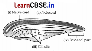 CBSE Sample Papers for Class 11 Biology Set 1 with Solutions 13