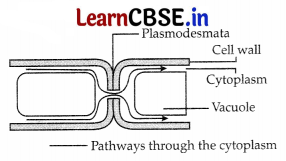 CBSE Sample Papers for Class 11 Biology Set 1 with Solutions 14