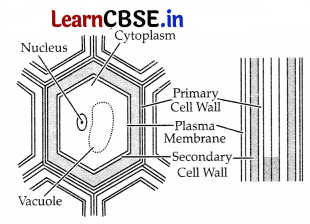 CBSE Sample Papers for Class 11 Biology Set 1 with Solutions 16