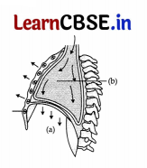 CBSE Sample Papers for Class 11 Biology Set 1 with Solutions 3