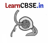 CBSE Sample Papers for Class 11 Biology Set 1 with Solutions 4