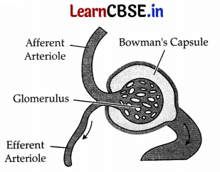 CBSE Sample Papers for Class 11 Biology Set 1 with Solutions 5