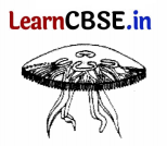 CBSE Sample Papers for Class 11 Biology Set 1 with Solutions 6