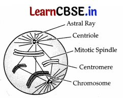 CBSE Sample Papers for Class 11 Biology Set 1 with Solutions 8