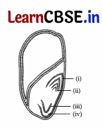 CBSE Sample Papers for Class 11 Biology Set 2 with Solutions 1