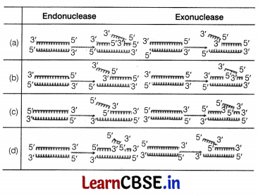 CBSE Sample Papers for Class 12 Biology Set 1 with Solutions 2