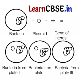 CBSE Sample Papers for Class 12 Biology Set 1 with Solutions 6