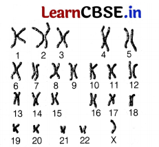 CBSE Sample Papers for Class 12 Biology Set 10 with Solutions 13