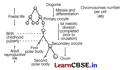 CBSE Sample Papers for Class 12 Biology Set 10 with Solutions 15