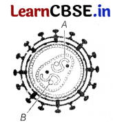 CBSE Sample Papers for Class 12 Biology Set 10 with Solutions 4