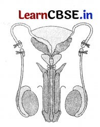 CBSE Sample Papers for Class 12 Biology Set 10 with Solutions 6