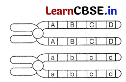 CBSE Sample Papers for Class 12 Biology Set 10 with Solutions 7