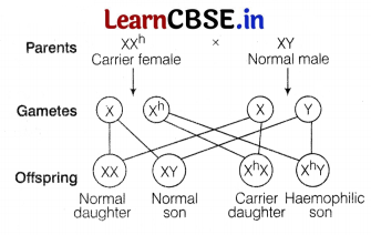 CBSE Sample Papers for Class 12 Biology Set 11 with Solutions 8