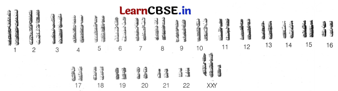 CBSE Sample Papers for Class 12 Biology Set 12 with Solutions 11