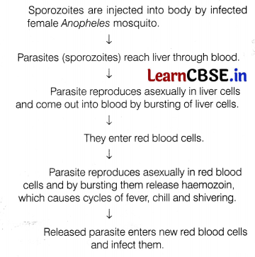 CBSE Sample Papers for Class 12 Biology Set 12 with Solutions 13