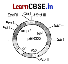 CBSE Sample Papers for Class 12 Biology Set 12 with Solutions 2