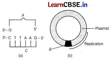 CBSE Sample Papers for Class 12 Biology Set 12 with Solutions 3