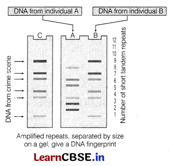 CBSE Sample Papers for Class 12 Biology Set 12 with Solutions 8