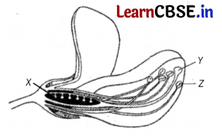 CBSE Sample Papers for Class 12 Biology Set 2 with Solutions 3