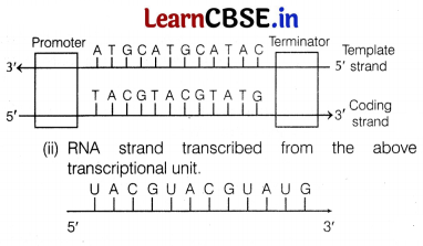 CBSE Sample Papers for Class 12 Biology Set 2 with Solutions 9