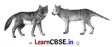 CBSE Sample Papers for Class 12 Biology Set 3 with Solutions 7
