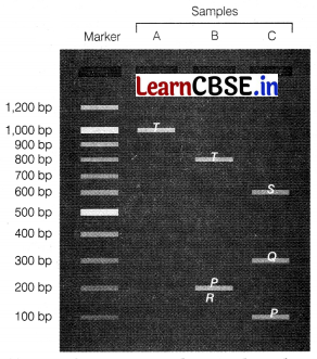 CBSE Sample Papers for Class 12 Biology Set 3 with Solutions 9