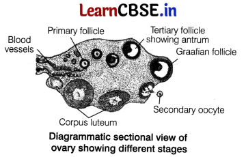 CBSE Sample Papers for Class 12 Biology Set 4 with Solutions 17