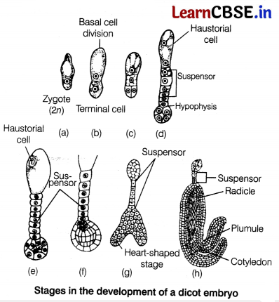 CBSE Sample Papers for Class 12 Biology Set 4 with Solutions 18