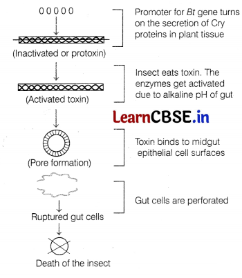 CBSE Sample Papers for Class 12 Biology Set 5 with Solutions 17