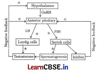 CBSE Sample Papers for Class 12 Biology Set 5 with Solutions 2