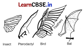 CBSE Sample Papers for Class 12 Biology Set 5 with Solutions 6