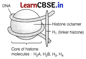 CBSE Sample Papers for Class 12 Biology Set 5 with Solutions 9